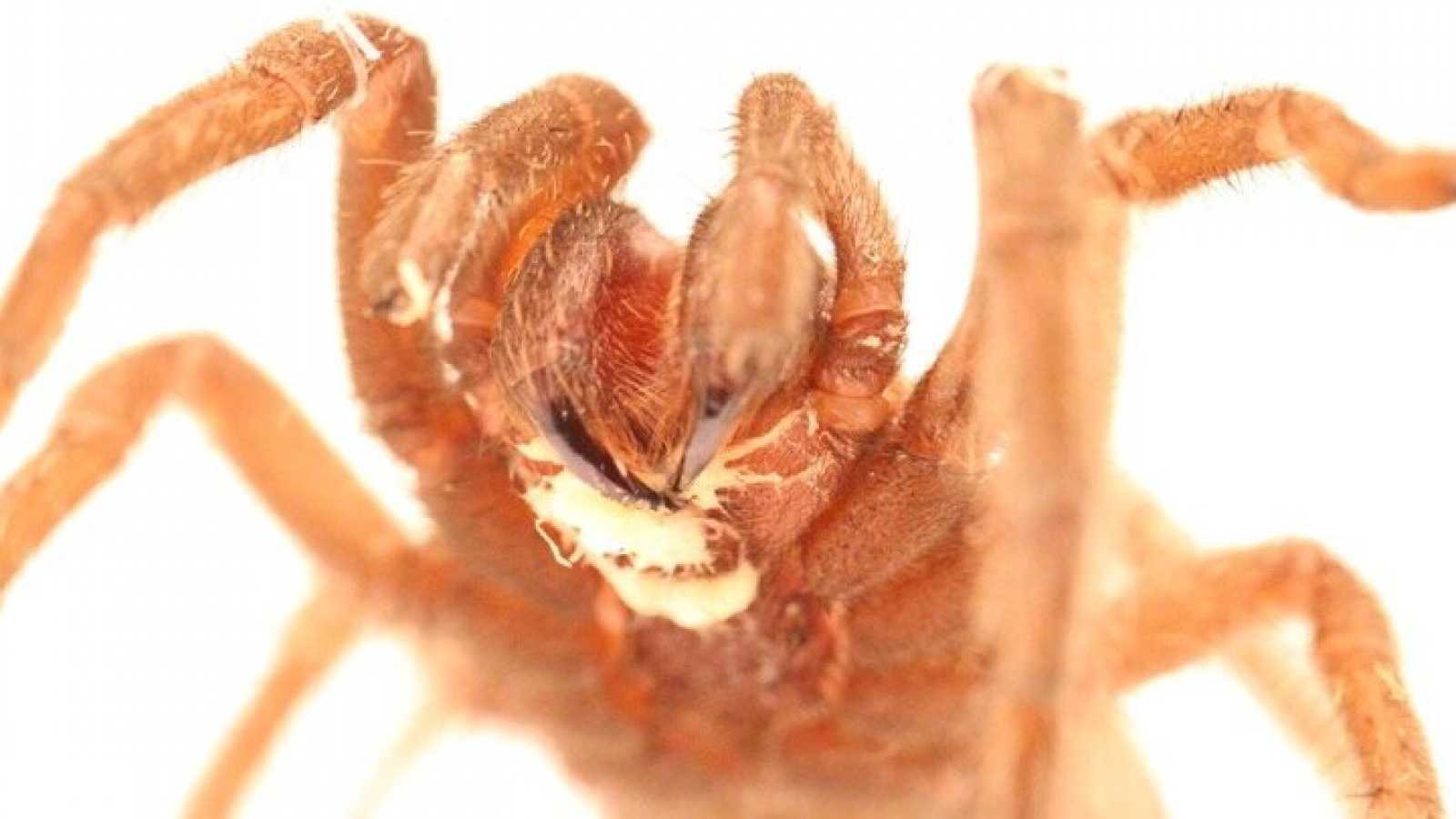 Червя, паразитирующего на тарантулах, назвали в честь Джеффа Дэниэлса