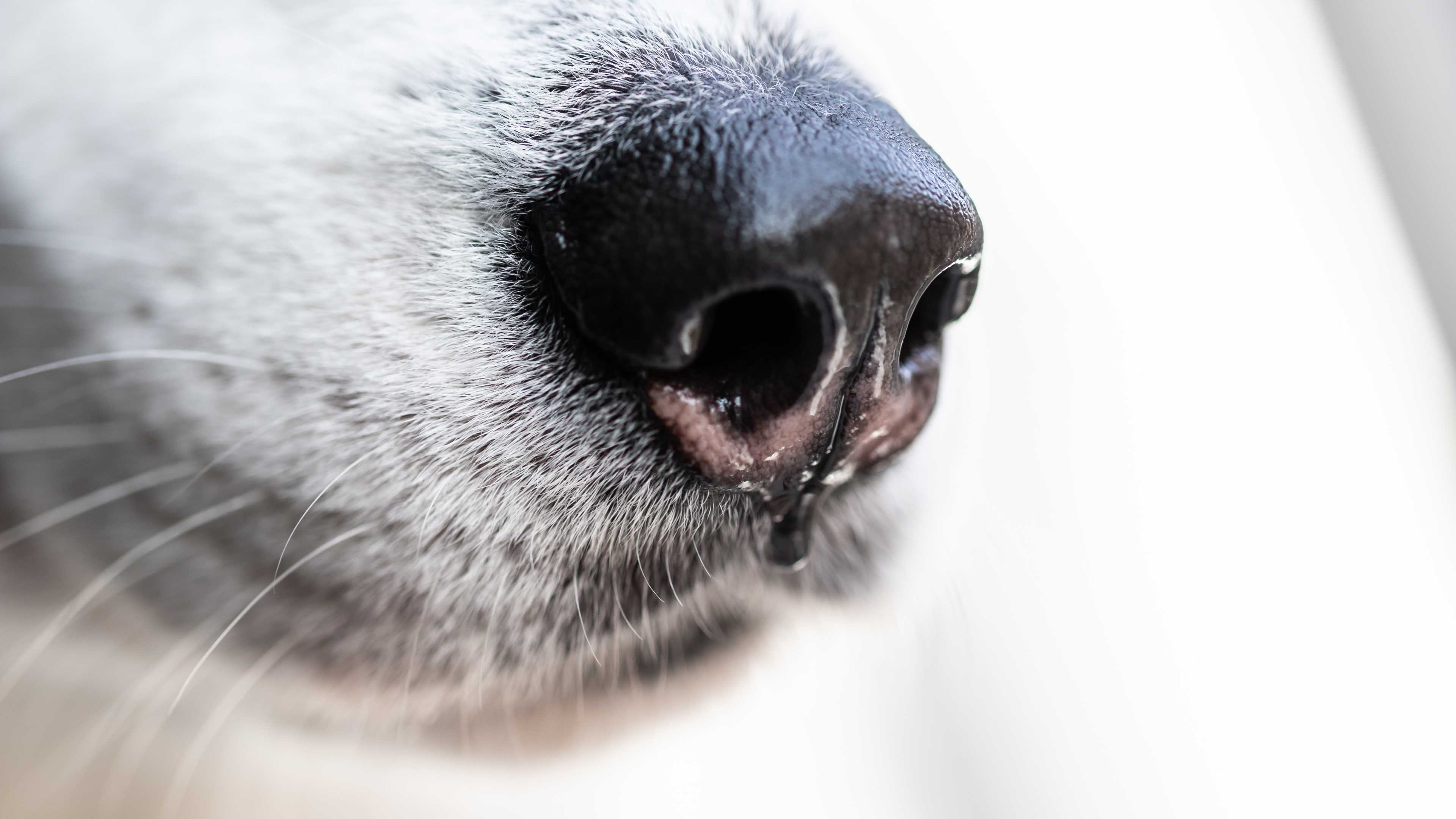 Собаки могут определять постковидный синдром по запаху пота через 1,5 года после заражения