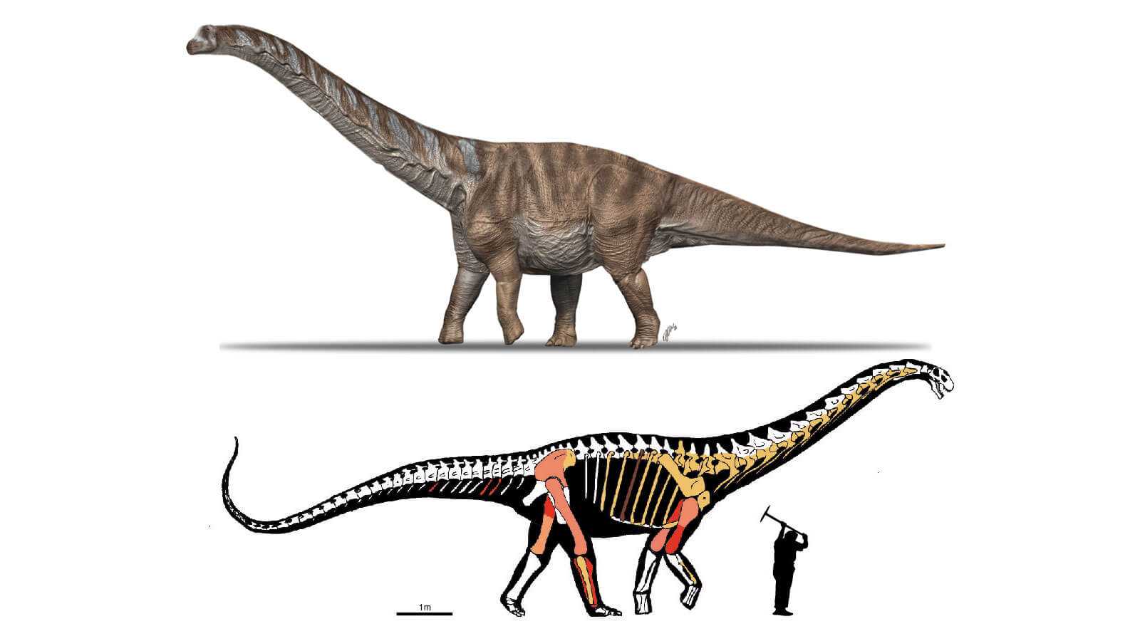 Ученые описали обнаруженный в Пиренеях новый вид крупного титанозавра