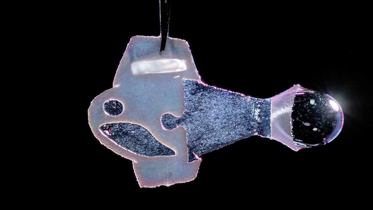 Учёные создали «рыбу» с хвостом из мышечных клеток человеческого сердца
