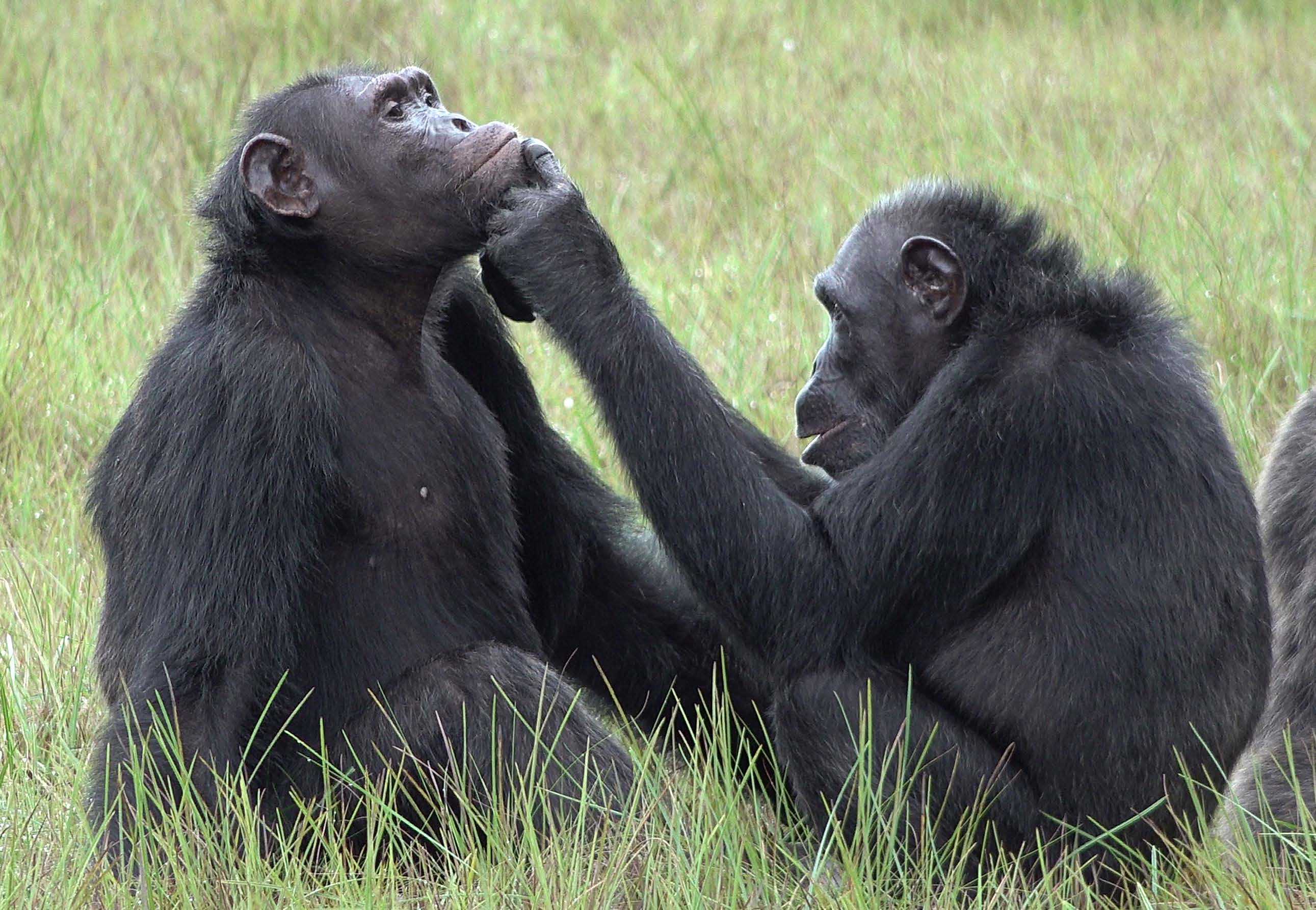 Шимпанзе лечатся насекомыми