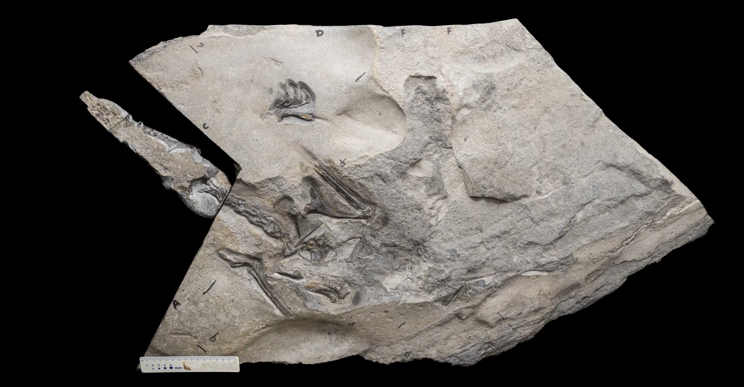 «Рептилия с острова Скай» оказалась крупнейшим юрским птерозавром получившим название Dearc sgiathanach