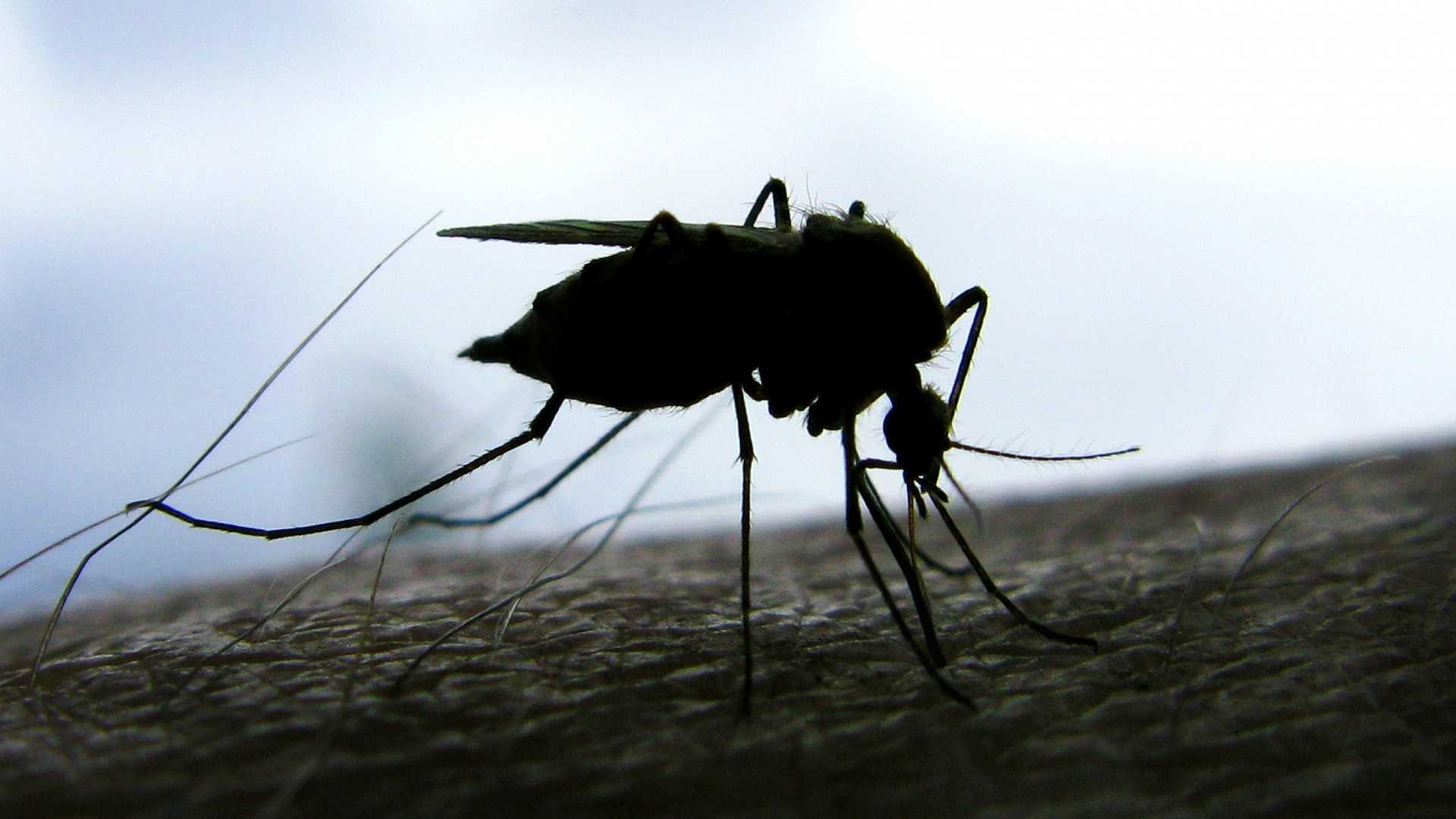 Комары ищут людей, спасаясь от холода