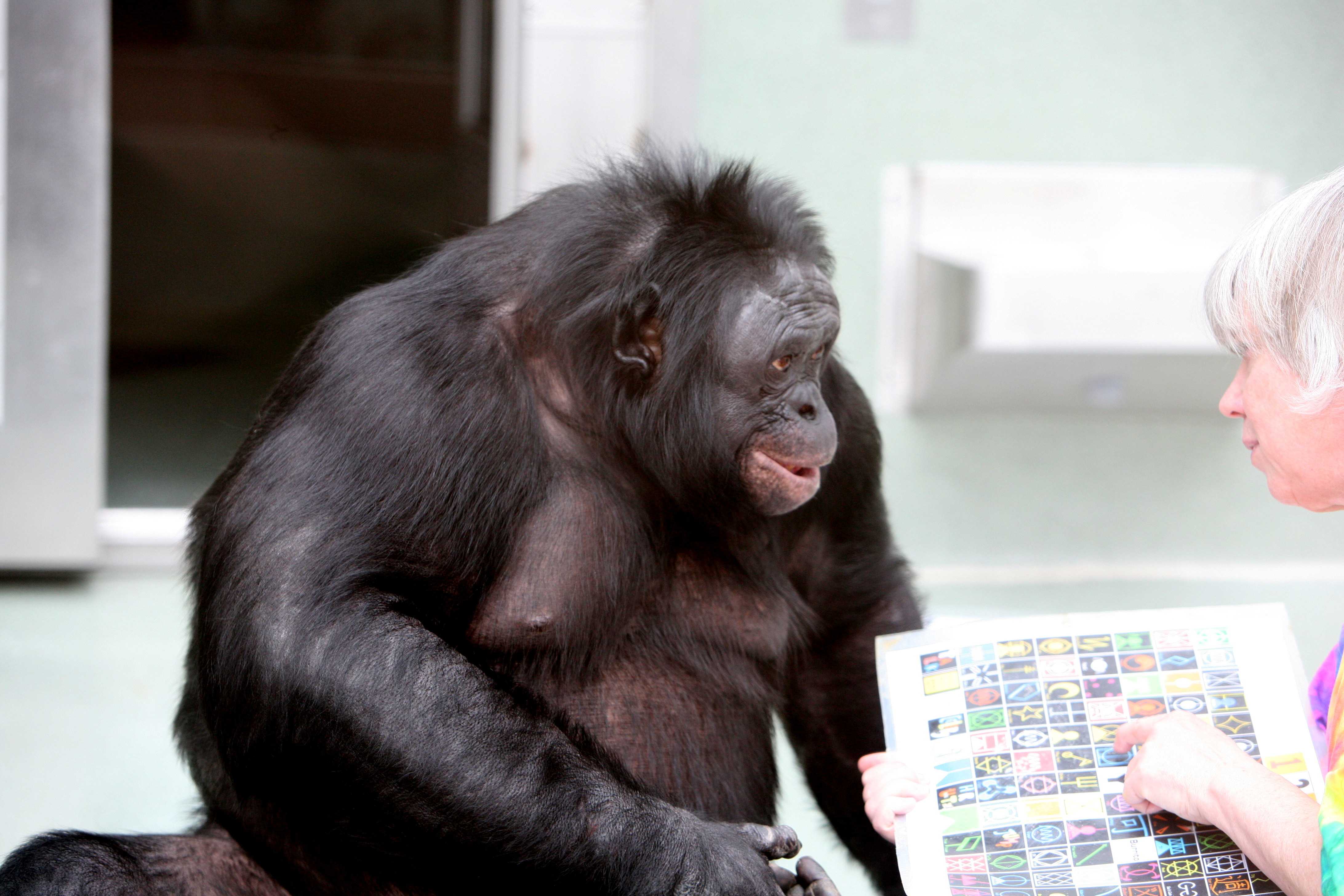 Бонобо и люди отличаются в способности запоминать последовательности