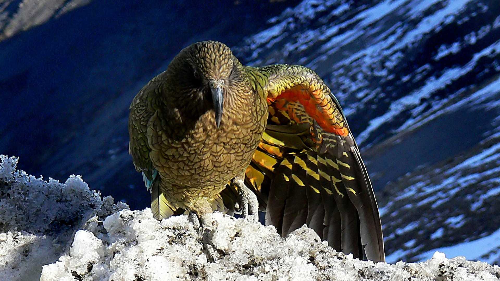 Новозеландский попугай украл GoPro, чтобы заснять свой полет