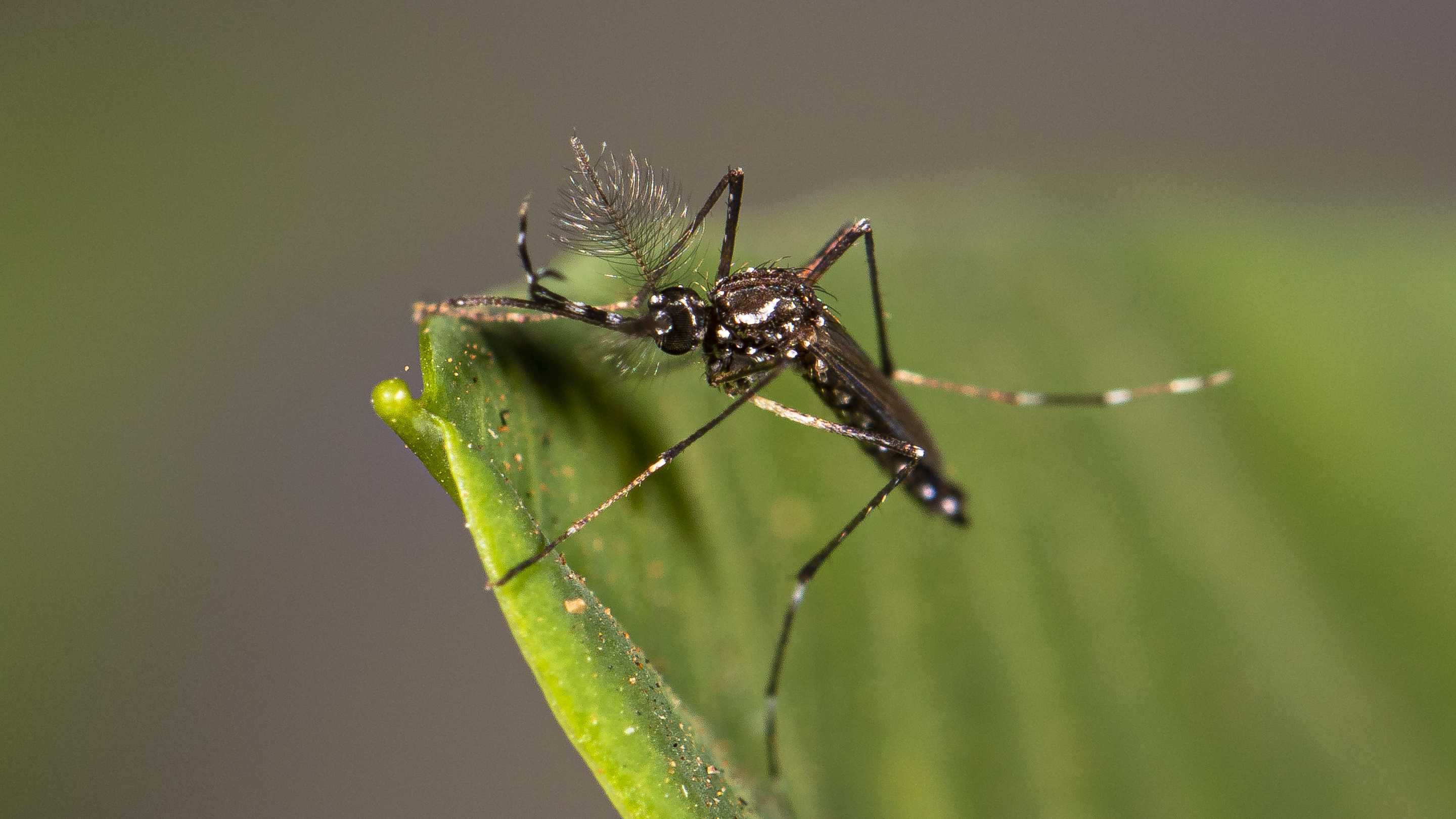 Пуганый комар пестицида боится