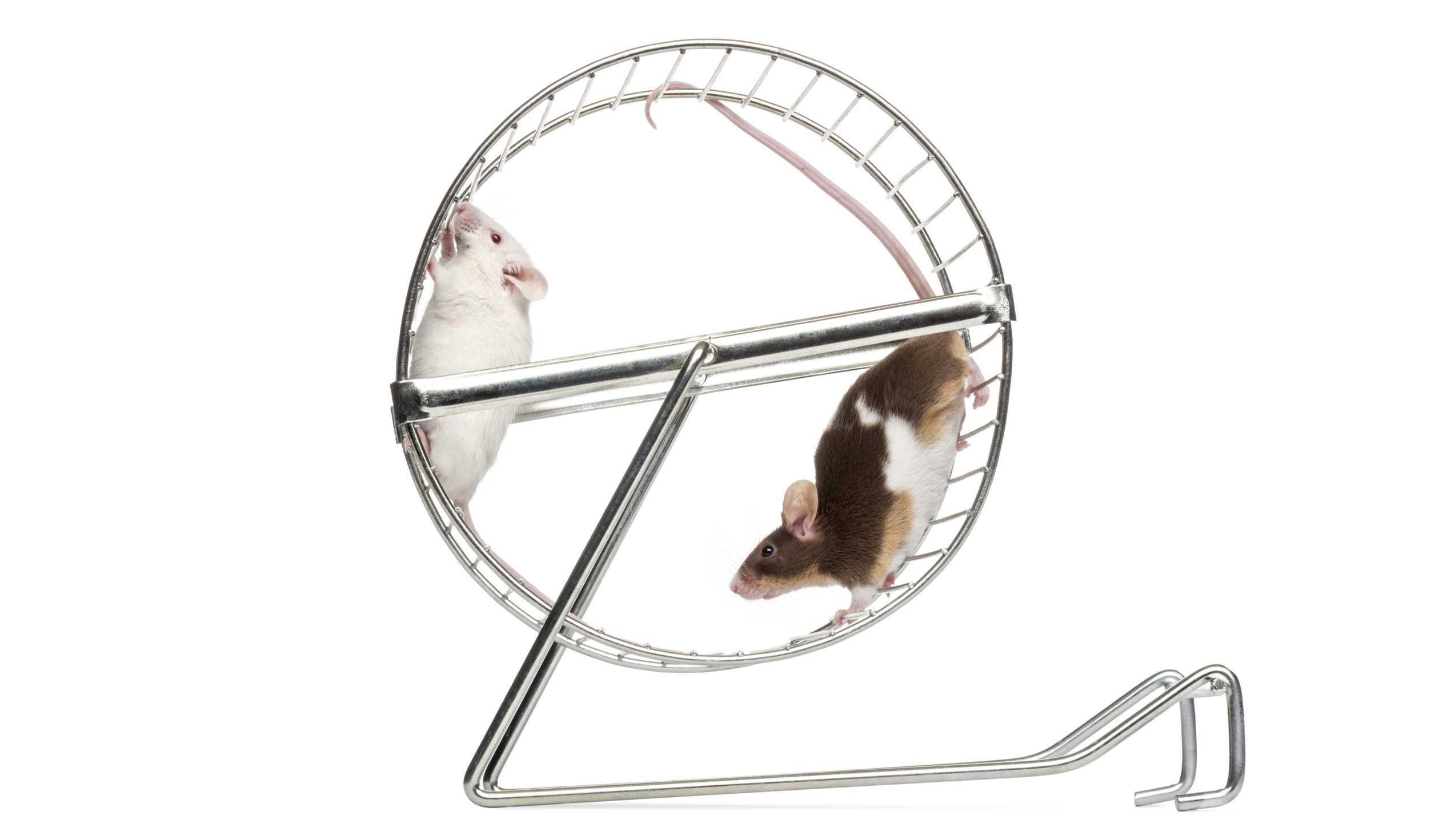 Препарат, получаемый из организмов молодых мышей, может ненадолго омолодить старых