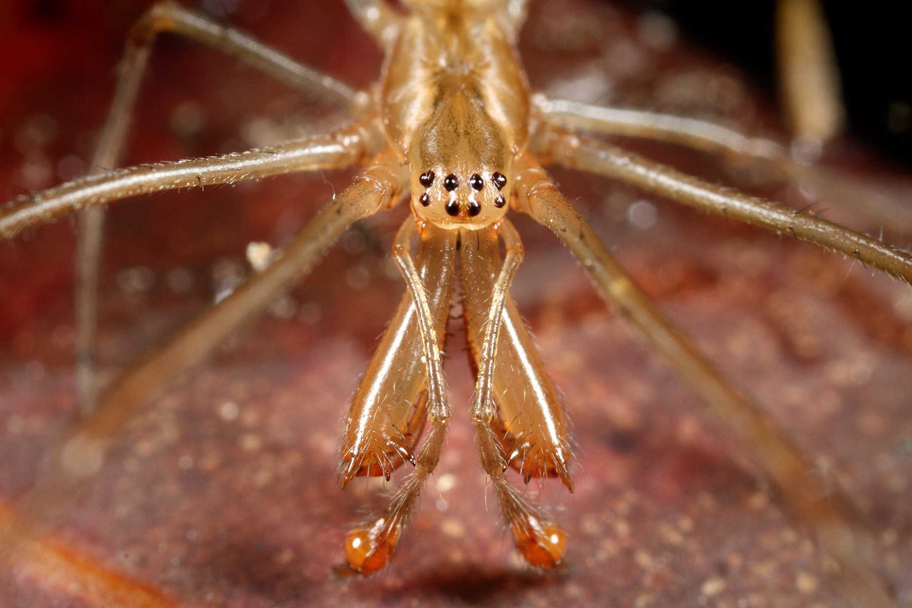 Австралийский паук перенес каплю воды в хелицерах
