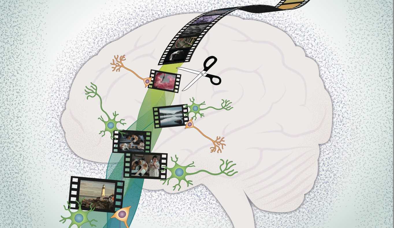 Как мозг нарезает память на части