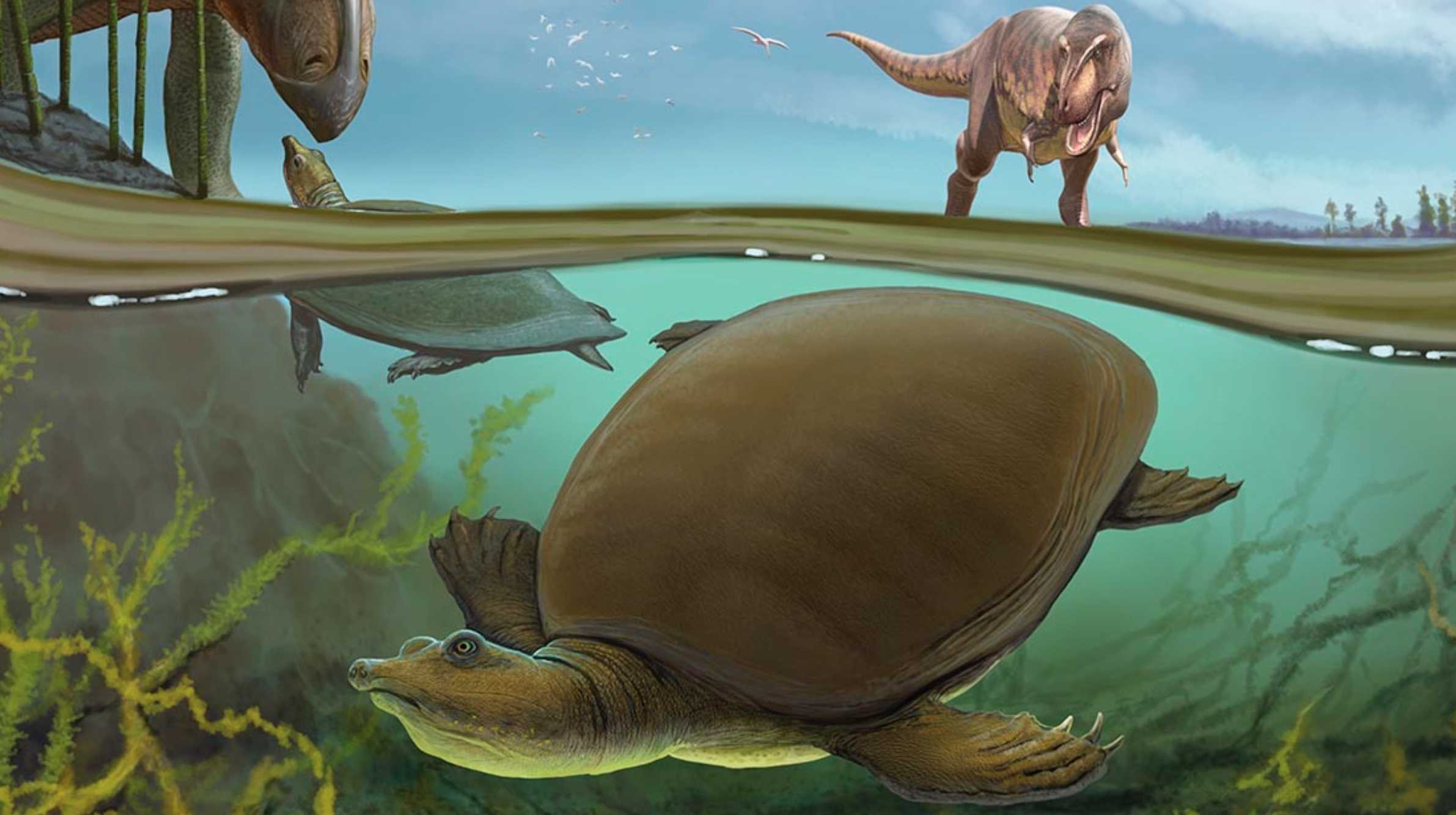 Перед великим вымиранием рядом с динозаврами жила древняя мягкотелая черепаха