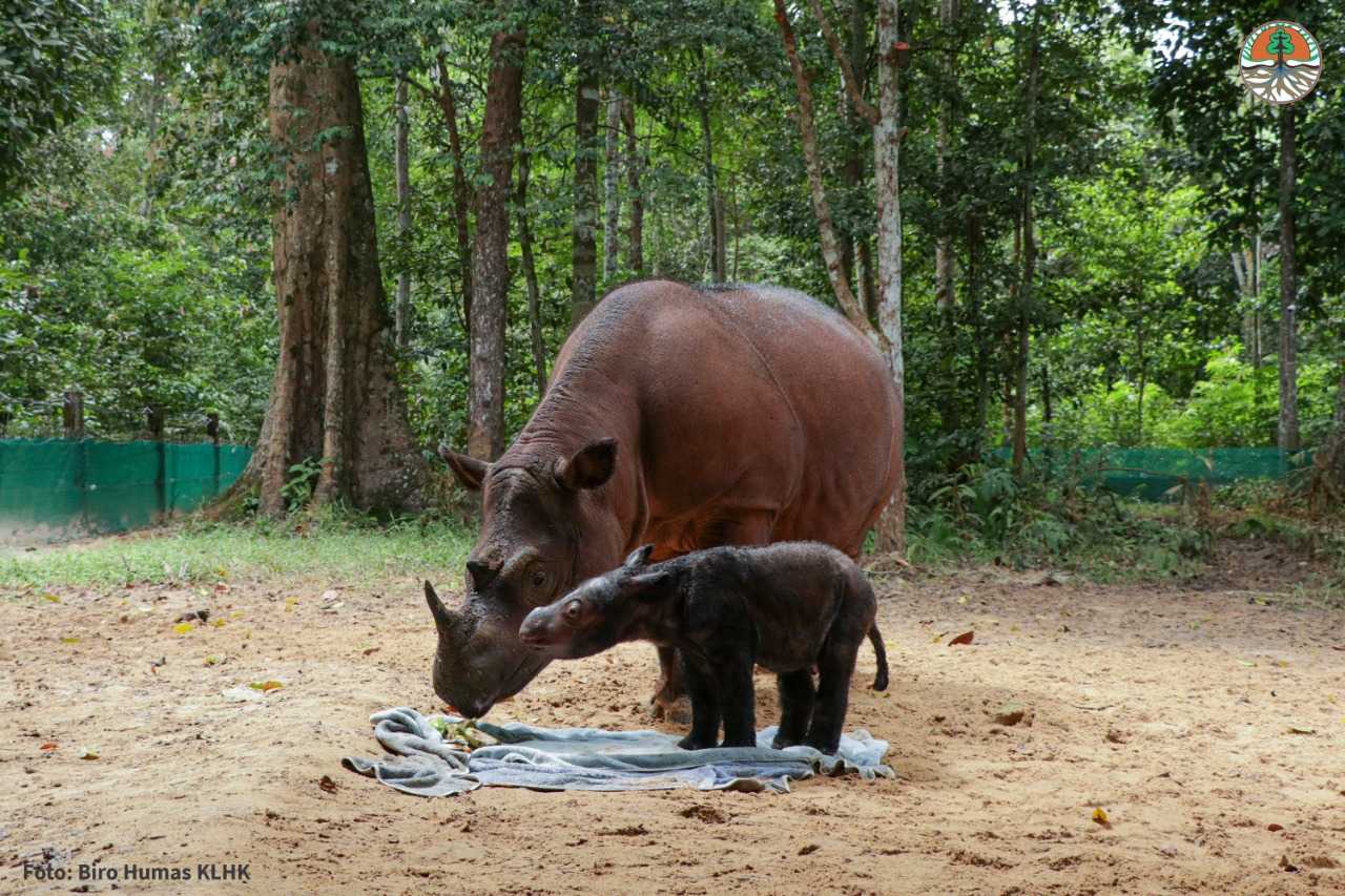 В индонезийском питомнике родился детеныш вымирающего суматранского носорога