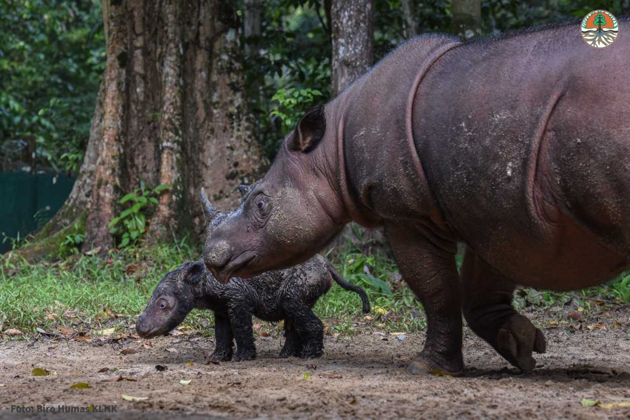 В индонезийском питомнике родился детеныш вымирающего суматранского носорога