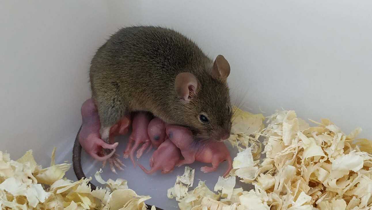 В Шанхае родились первые полностью партеногенетические мыши