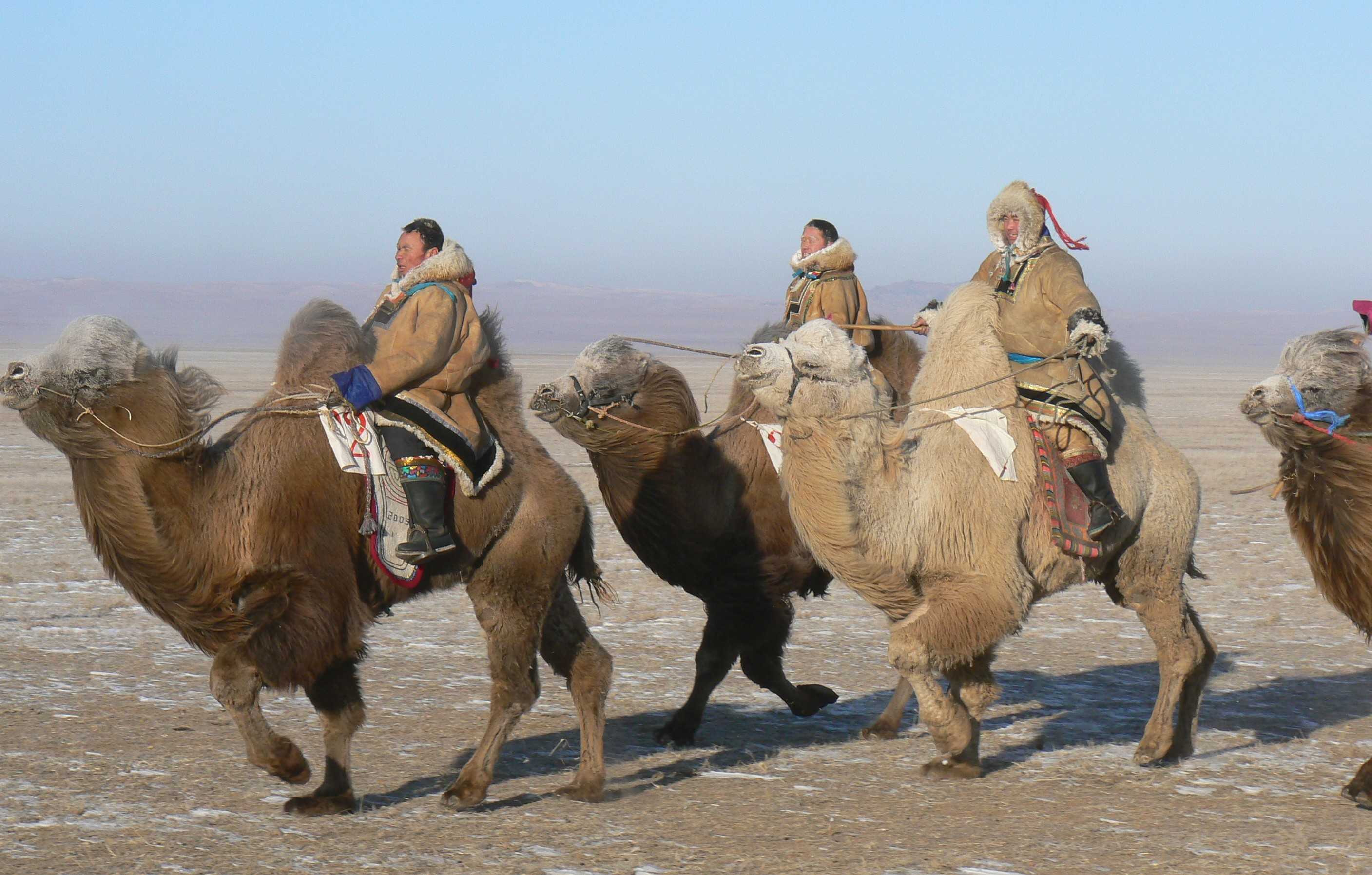 Последние гигантские верблюды жили рядом с людьми в Монголии 26,5 тысячи лет назад