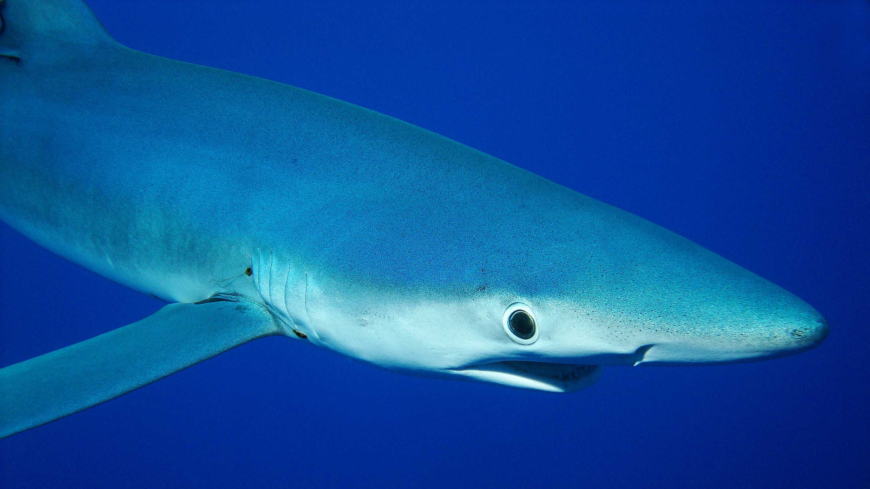 В кормах для домашних животных вновь нашли мясо редких акул