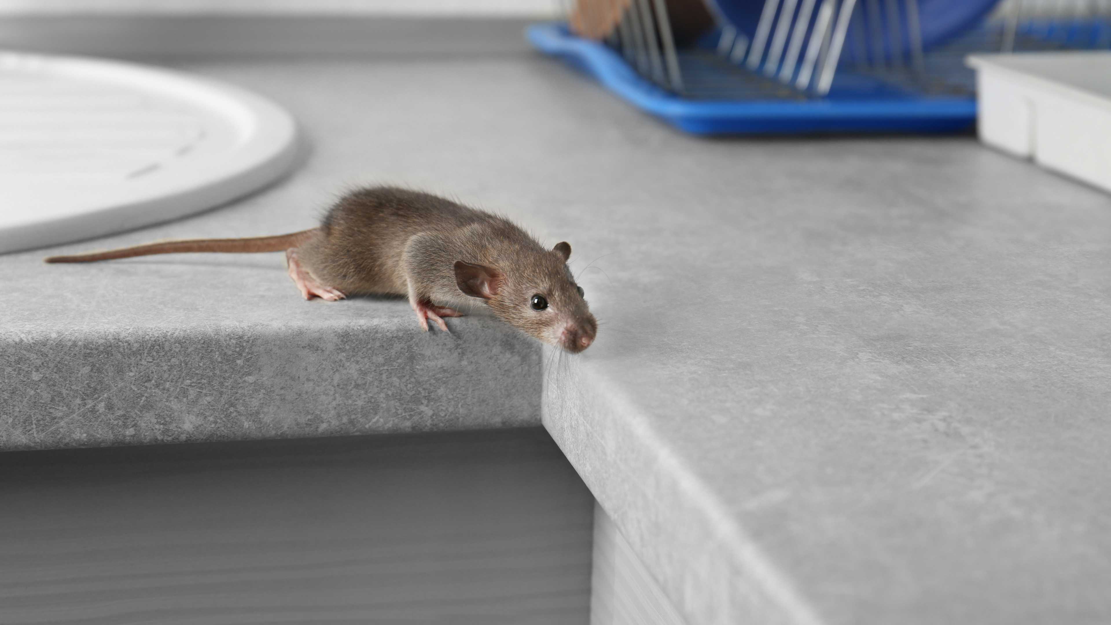 Целеустремленность у крыс с низким уровнем тревожности оказалась выше