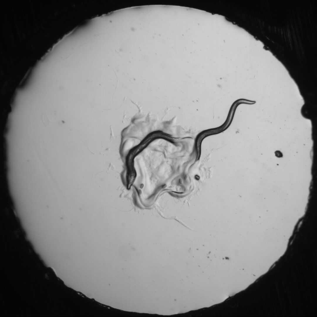 Микроскопические черви оказались способны принимать сложные решения