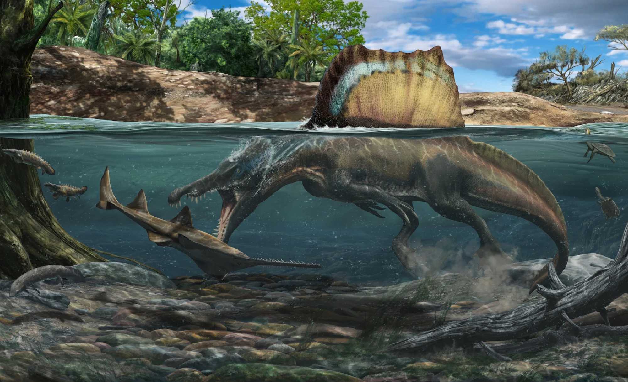Плотность костей спинозавров указала на жизнь и охоту в воде