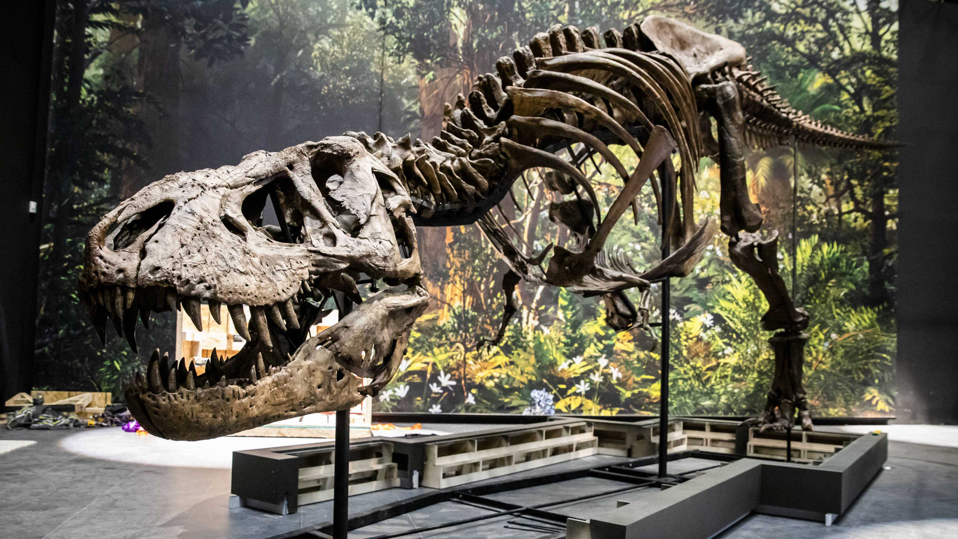 «Король», «королева» и «император»: палеонтологи разделили тираннозавров на три вида