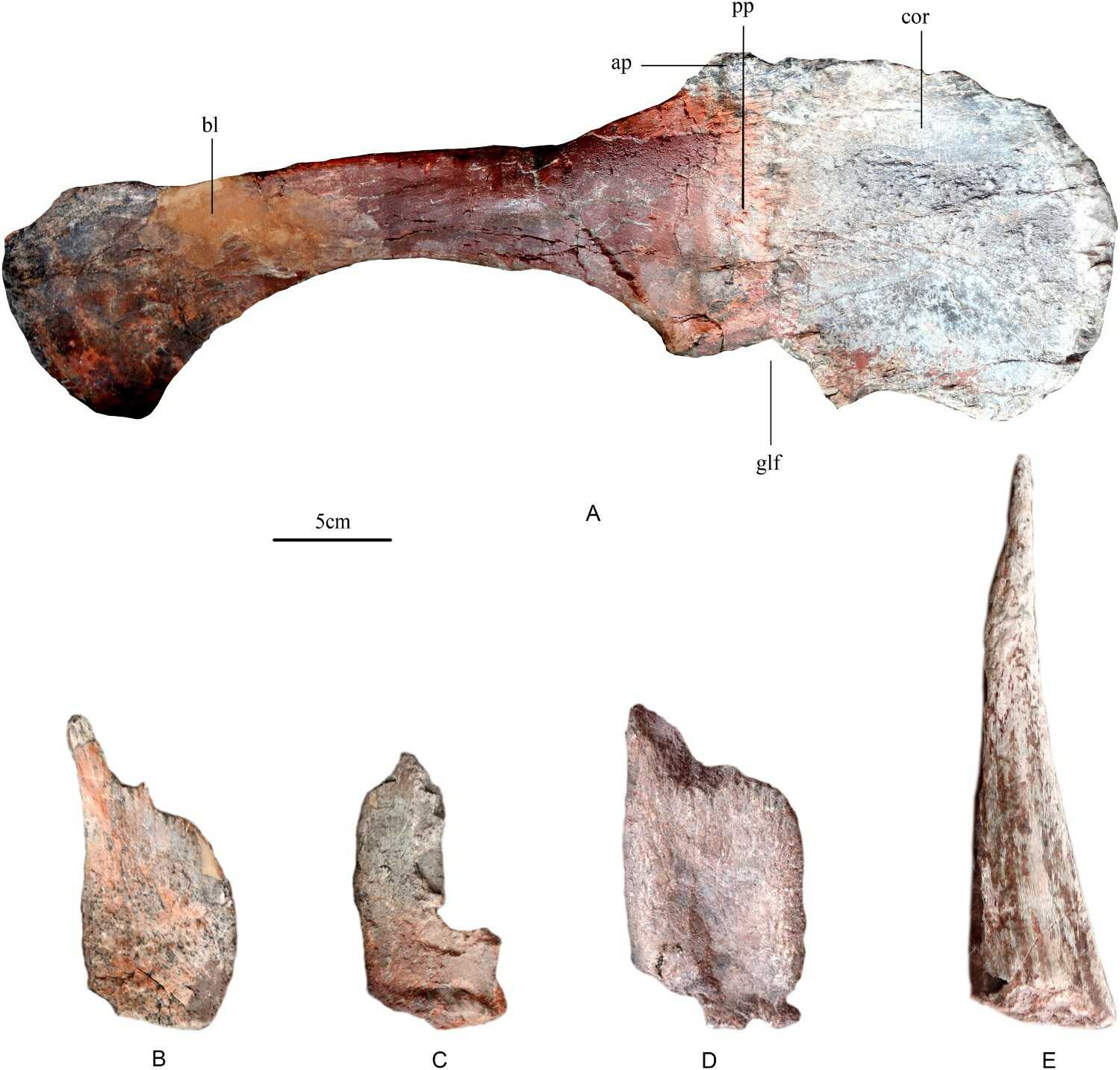 Китайские палеонтологи описали древнейшего азиатского стегозавра
