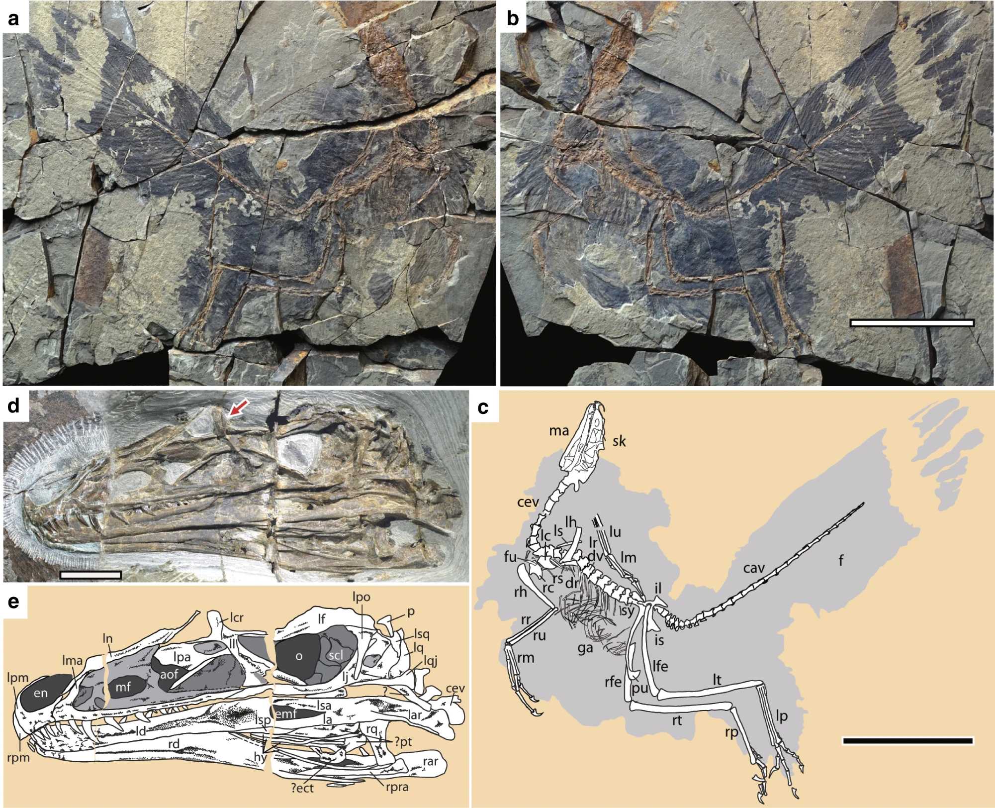 В Китае нашли динозавра юрского периода с радужным оперением