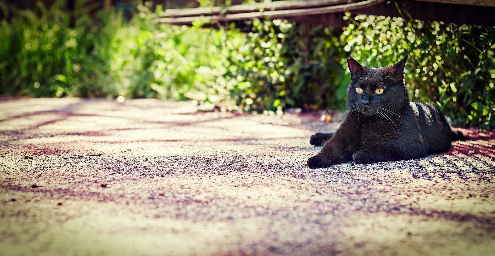 Ученые выяснили, куда ходят домашние кошки, когда гуляют на улице