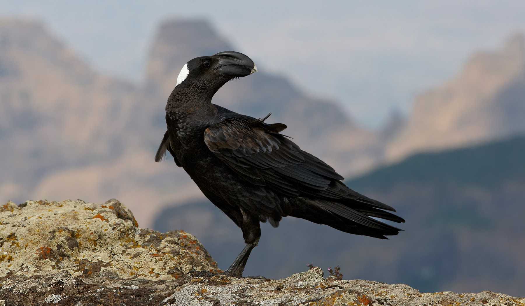 Эволюционный успех воронов и ворон объяснили длинными крыльями и крупным телом и мозгом