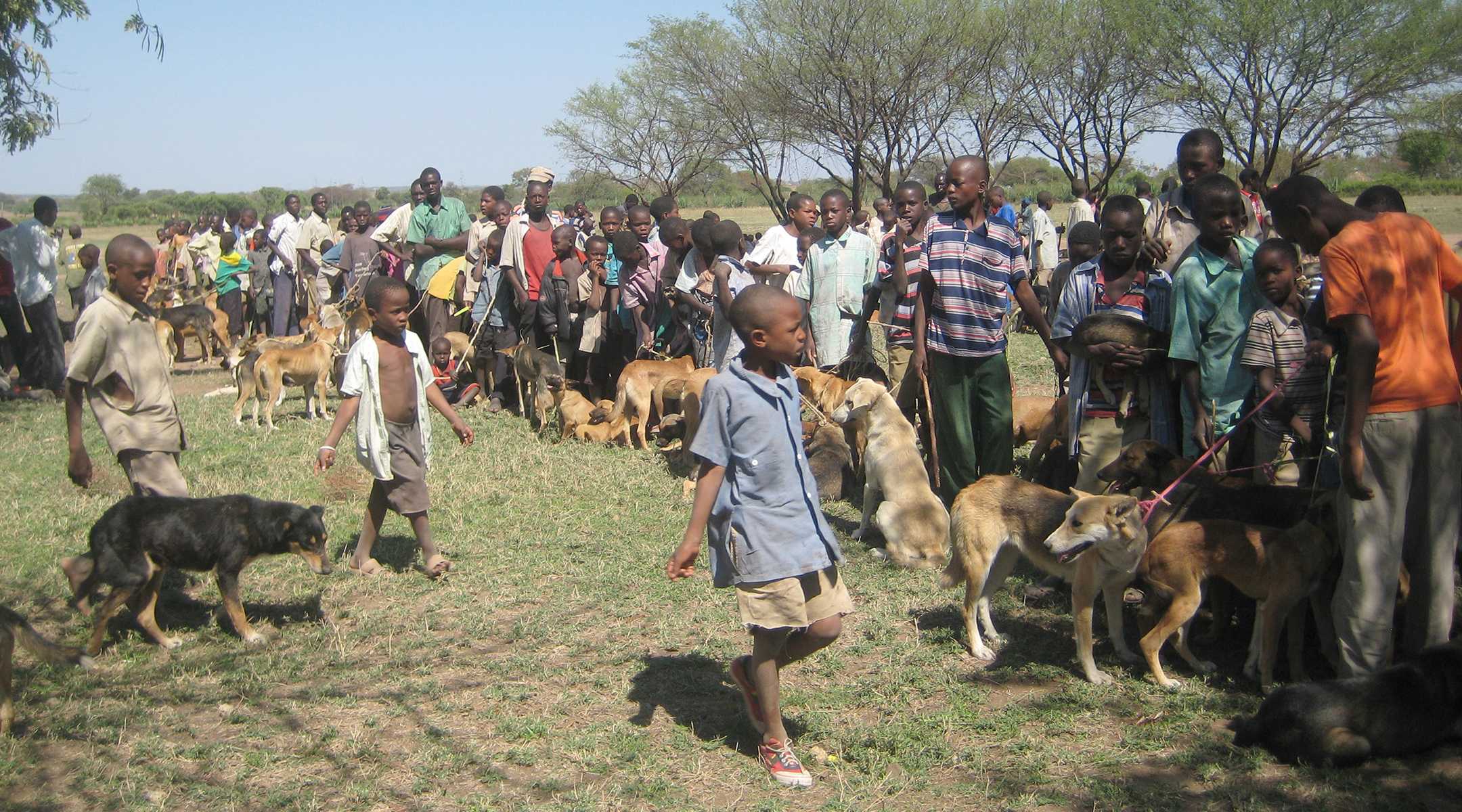 Бегающие и кусающиеся собаки поддержали эпидемию бешенства в Танзании