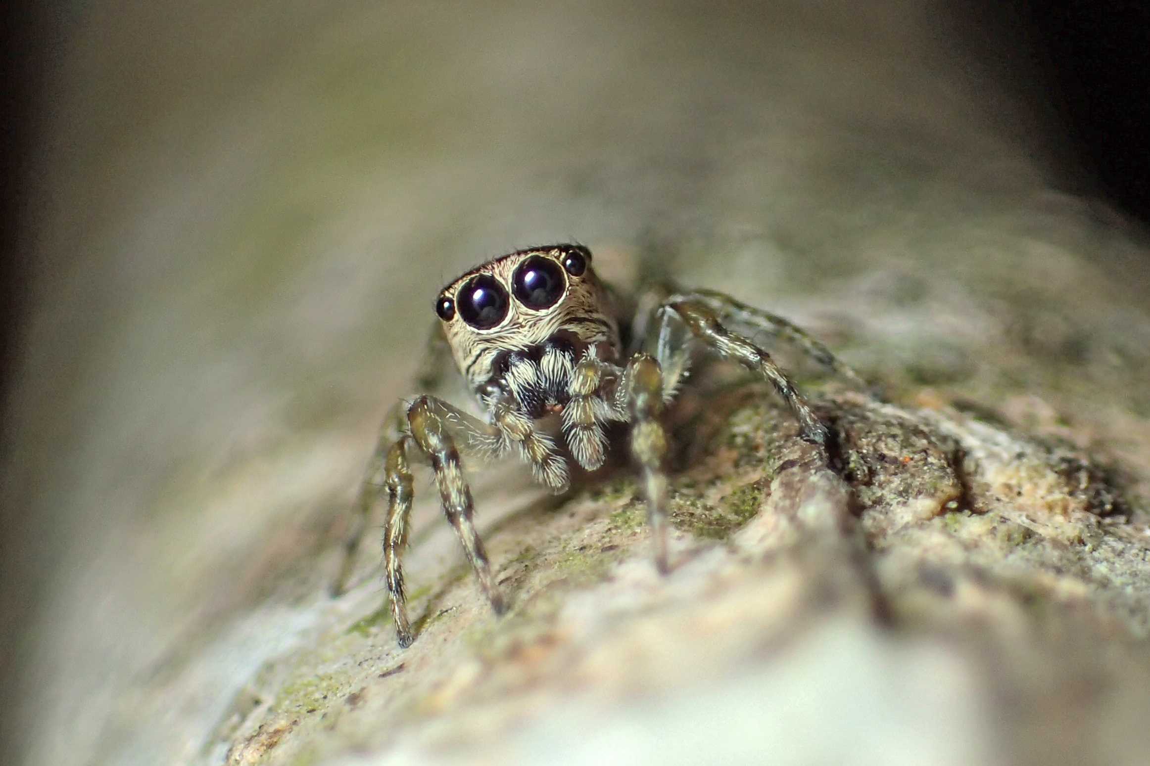 Арахнологи описали пятидесятитысячный вид пауков