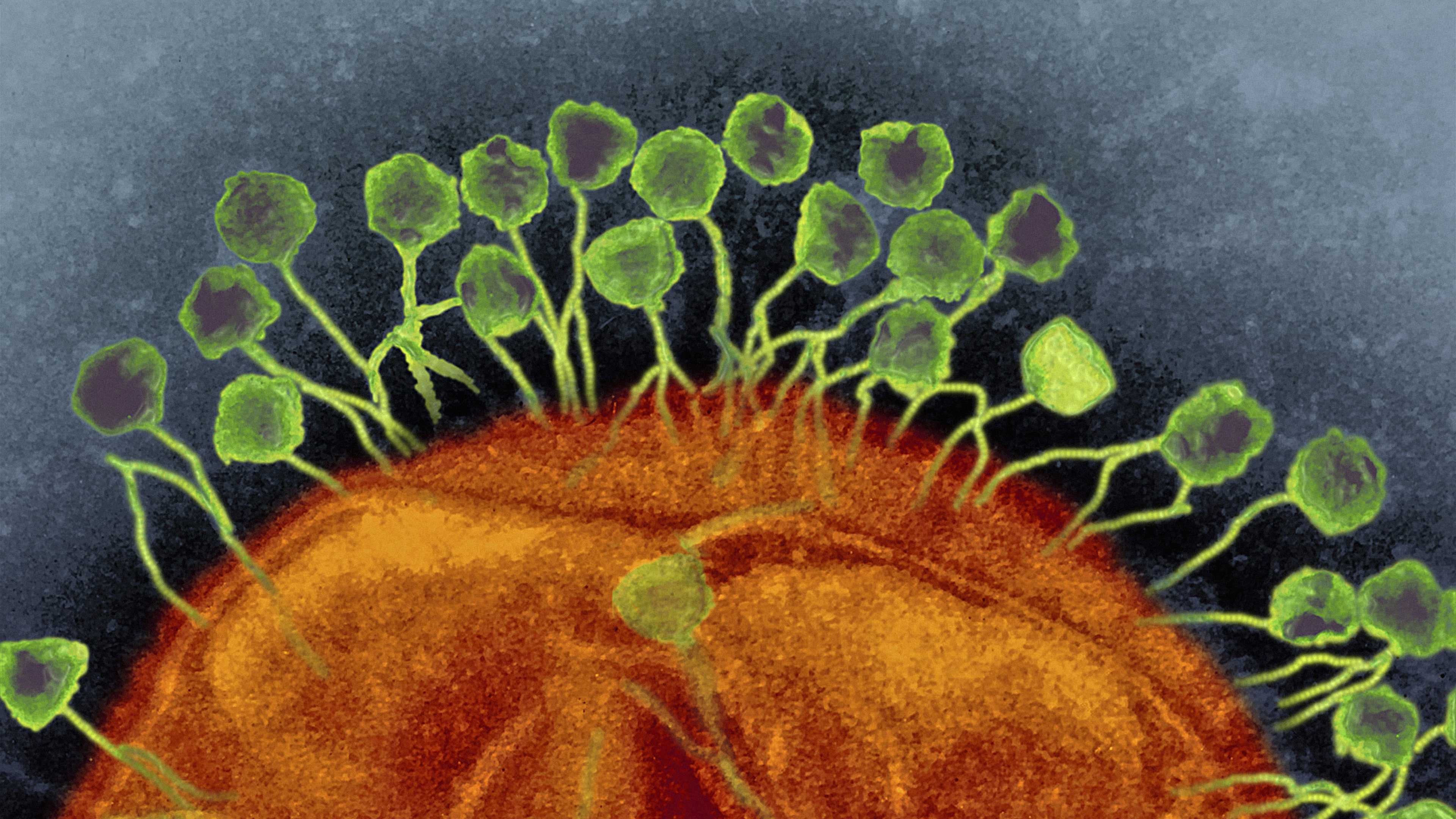 Биологи защитили бактерию от вирусов с помощью «генетического файрвола»