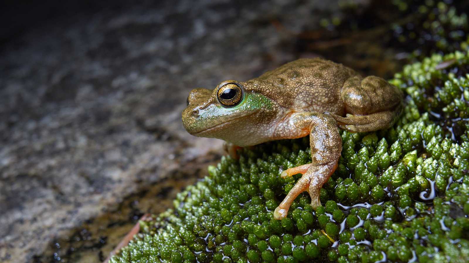 Австралийцы выпустили в природу 80 вымирающих лягушек Ranoidea spenceri