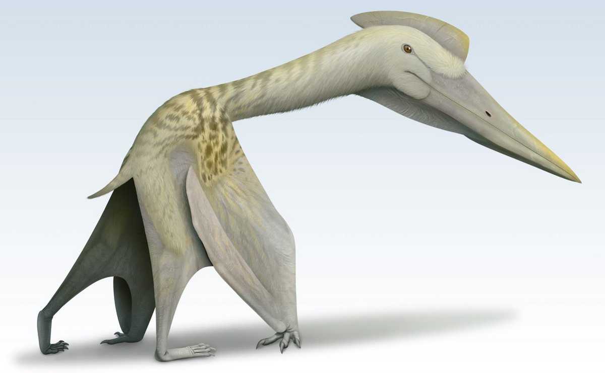 «Дракон смерти» с размахом крыльев в девять метров оказался самым крупным птерозавром Южной Америки