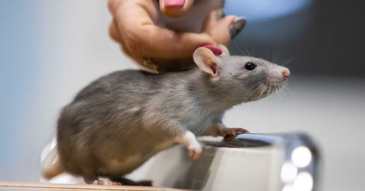 В спинном мозге мышей обнаружили нейроны приятных прикосновений