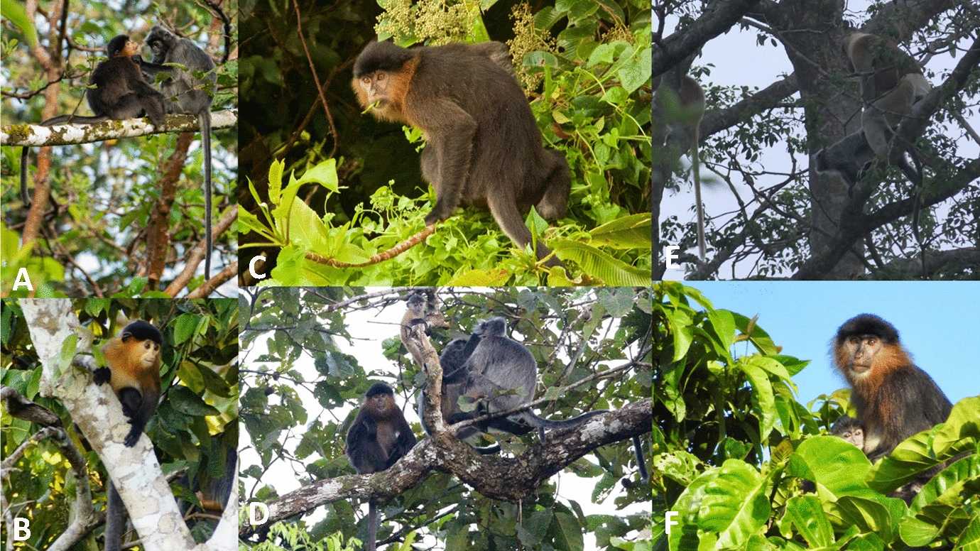 Загадочная обезьяна с Борнео оказалась гибридом носача и тонкотела