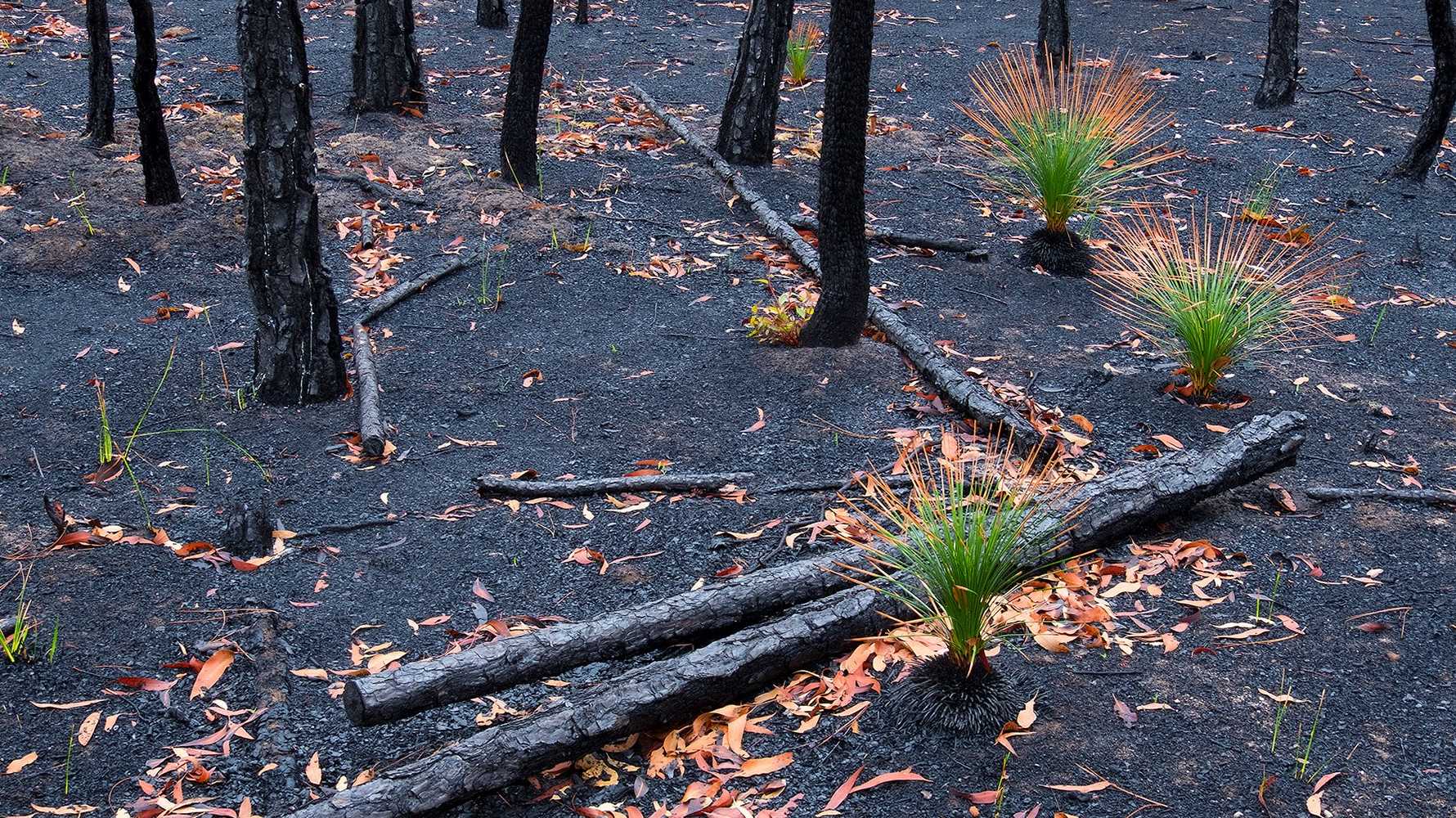 Что такое мегапожары и как можно восстановить сгоревшие леса?