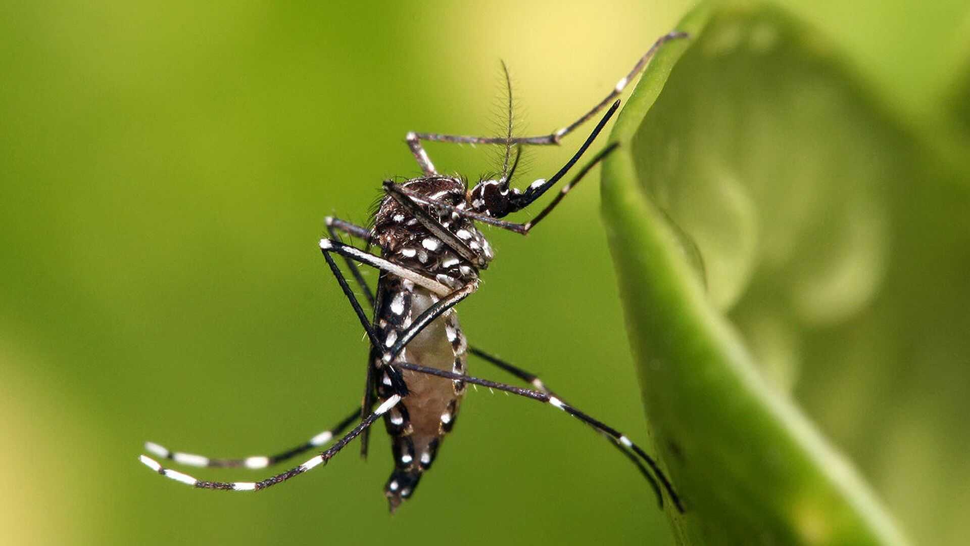 Биологи нашли вещества, по которым комары распознают человеческий запах