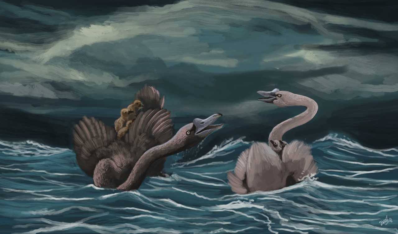 Палеонтологи описали живших 11,5 миллиона лет назад нелетающих лебедей-фильтраторов
