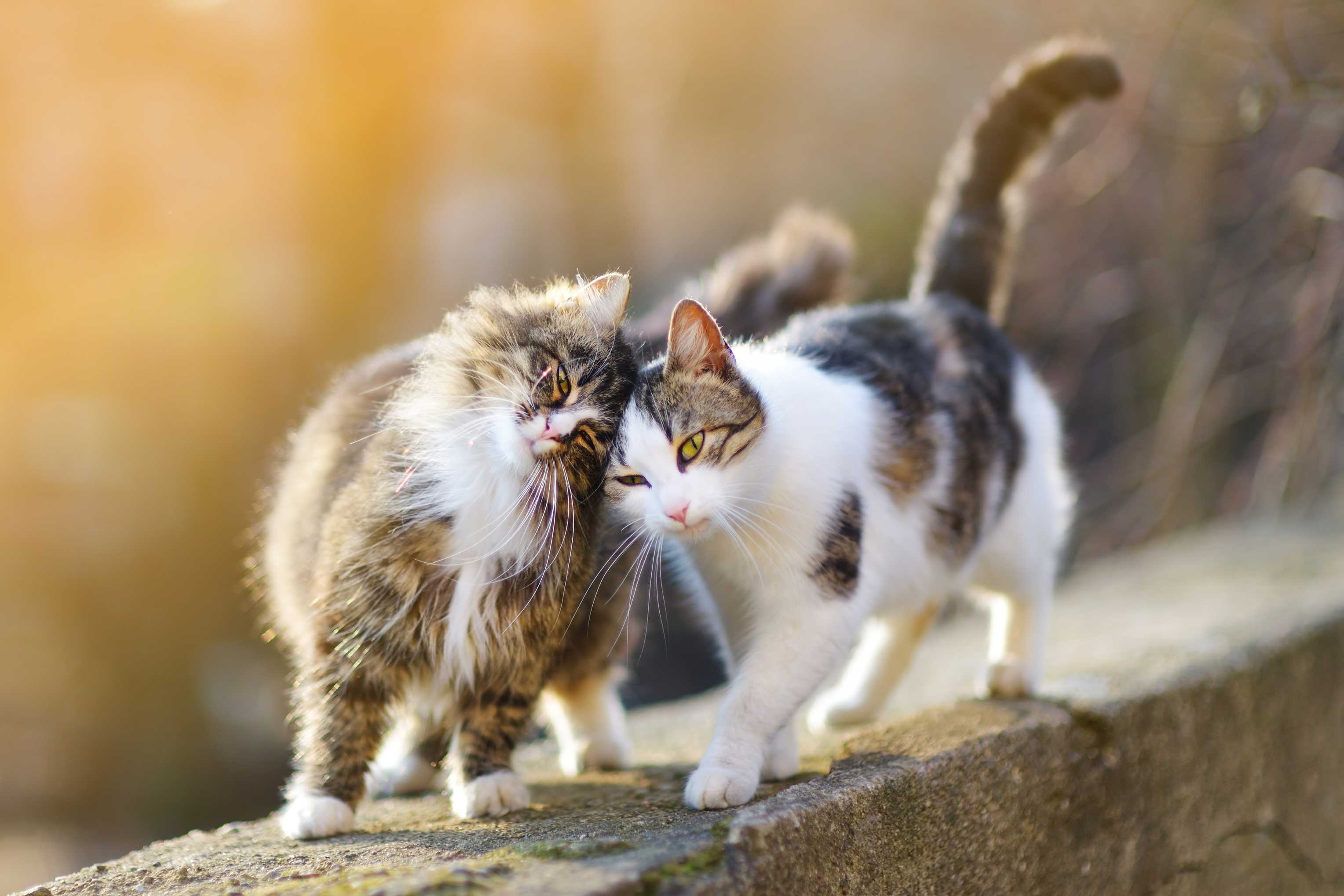 У кошек обнаружили способность запоминать имена сородичей и окружающих людей