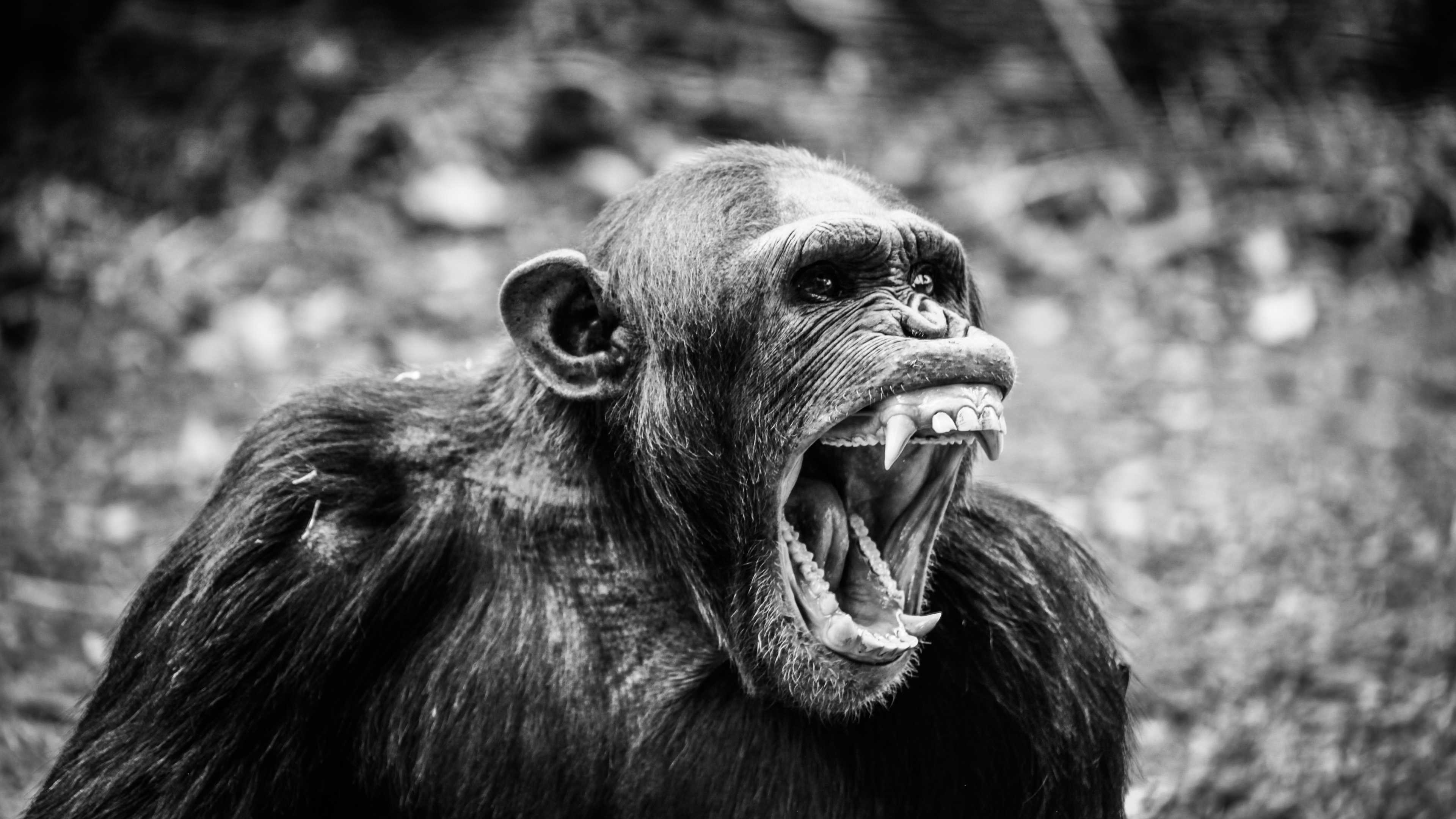 Крики шимпанзе оказались ближе к человеческому языку, чем мы думали