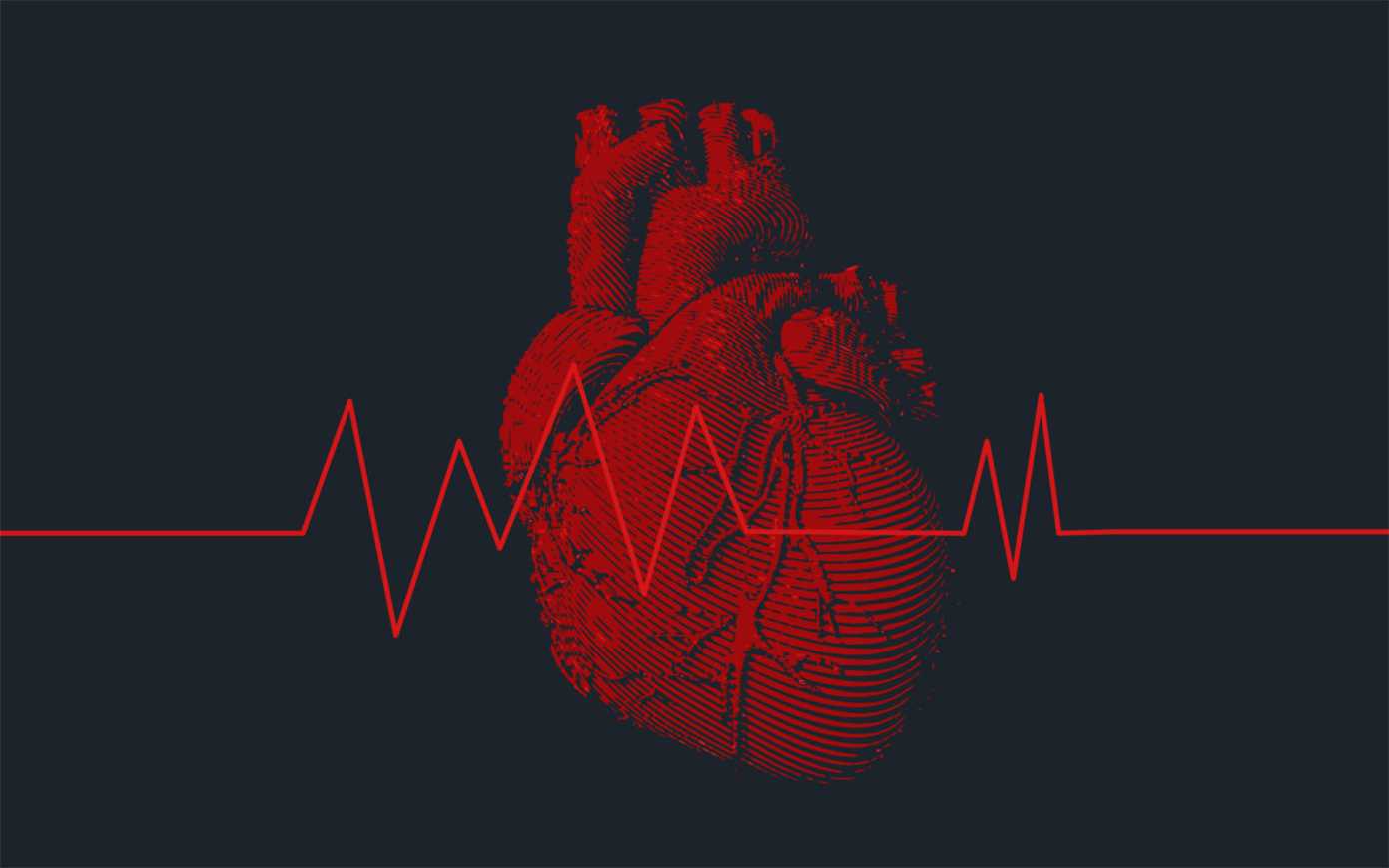 Больному сердцу помогу незрелые сердечные клетки