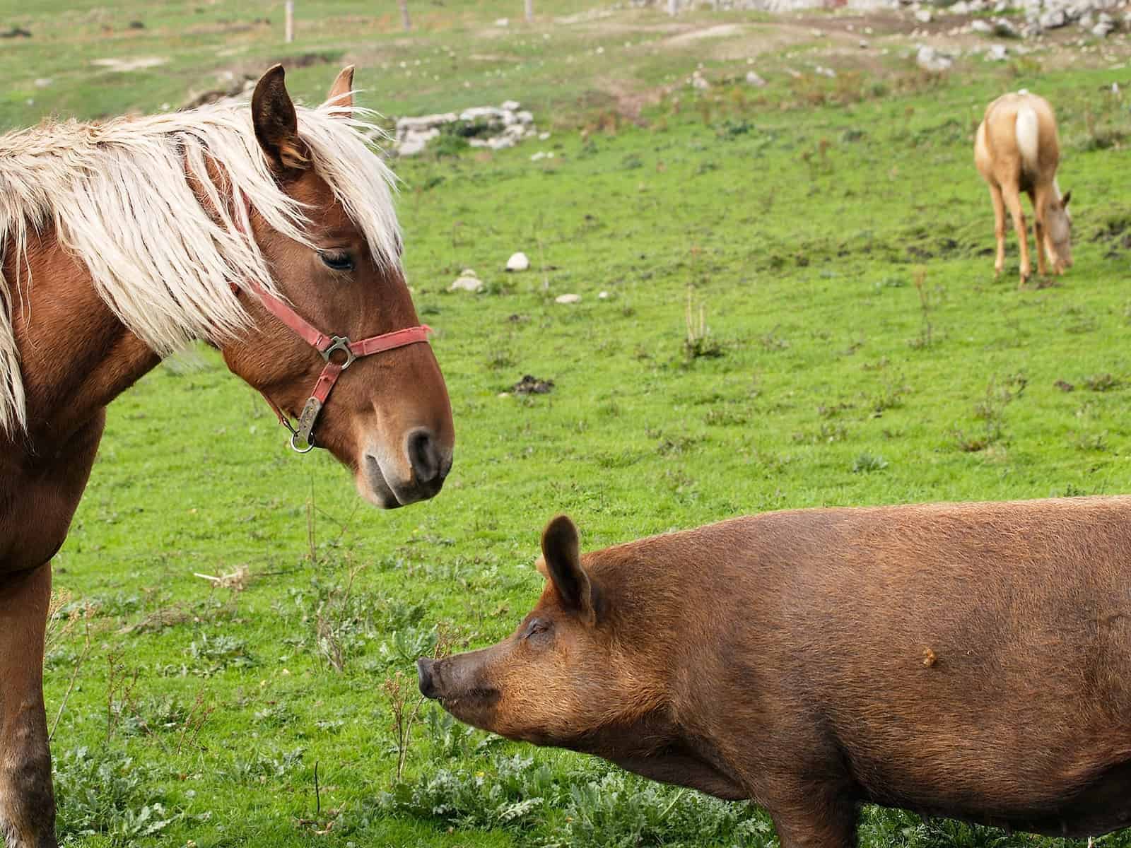 Лошади и свиньи оказались восприимчивыми к доброжелательной интонации голоса
