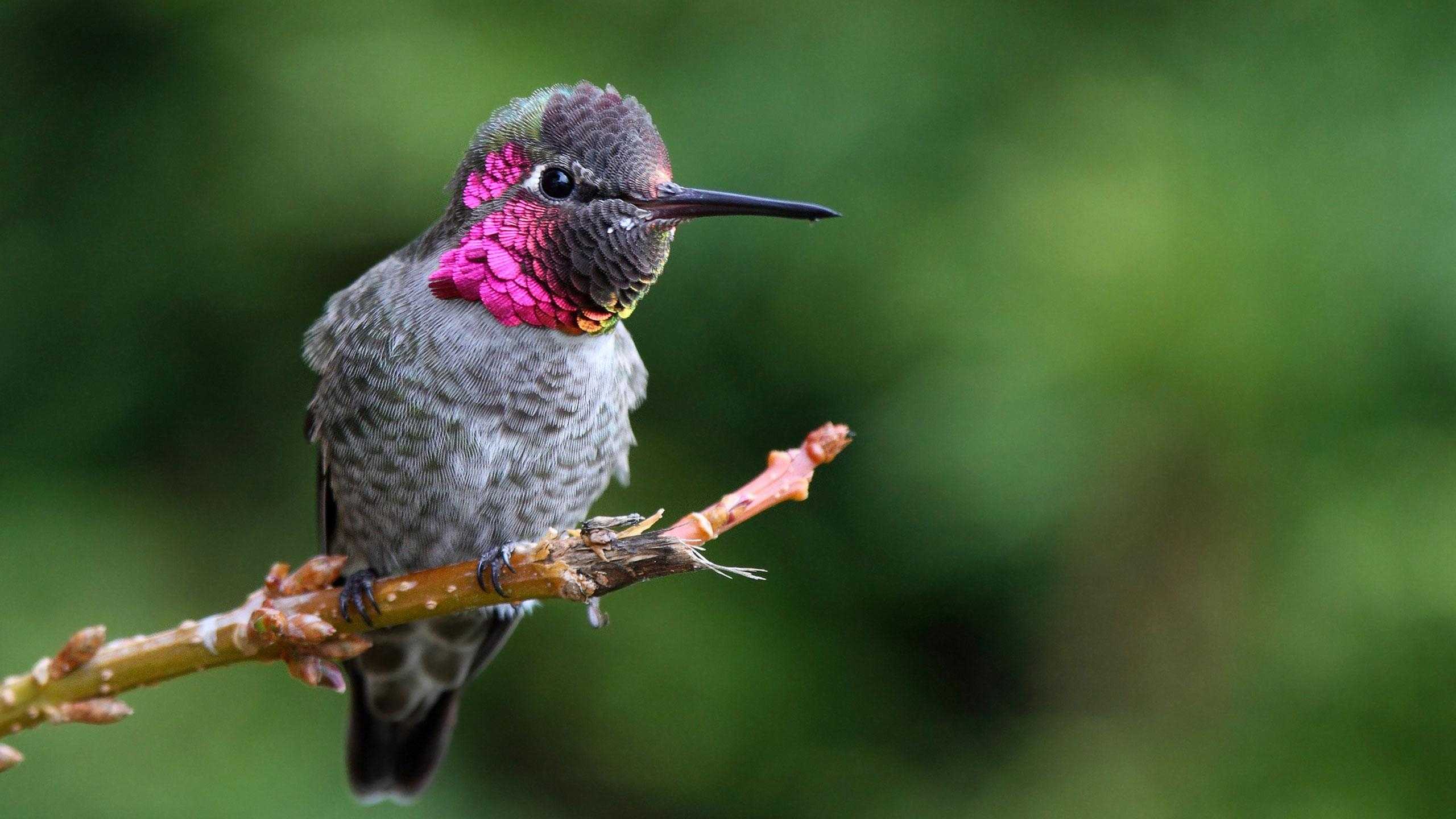 Орнитологи сообщили о глобальном сокращении птичьих популяций