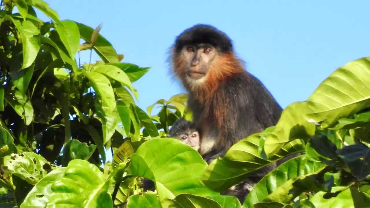 Загадочная обезьяна с Борнео оказалась гибридом носача и тонкотела
