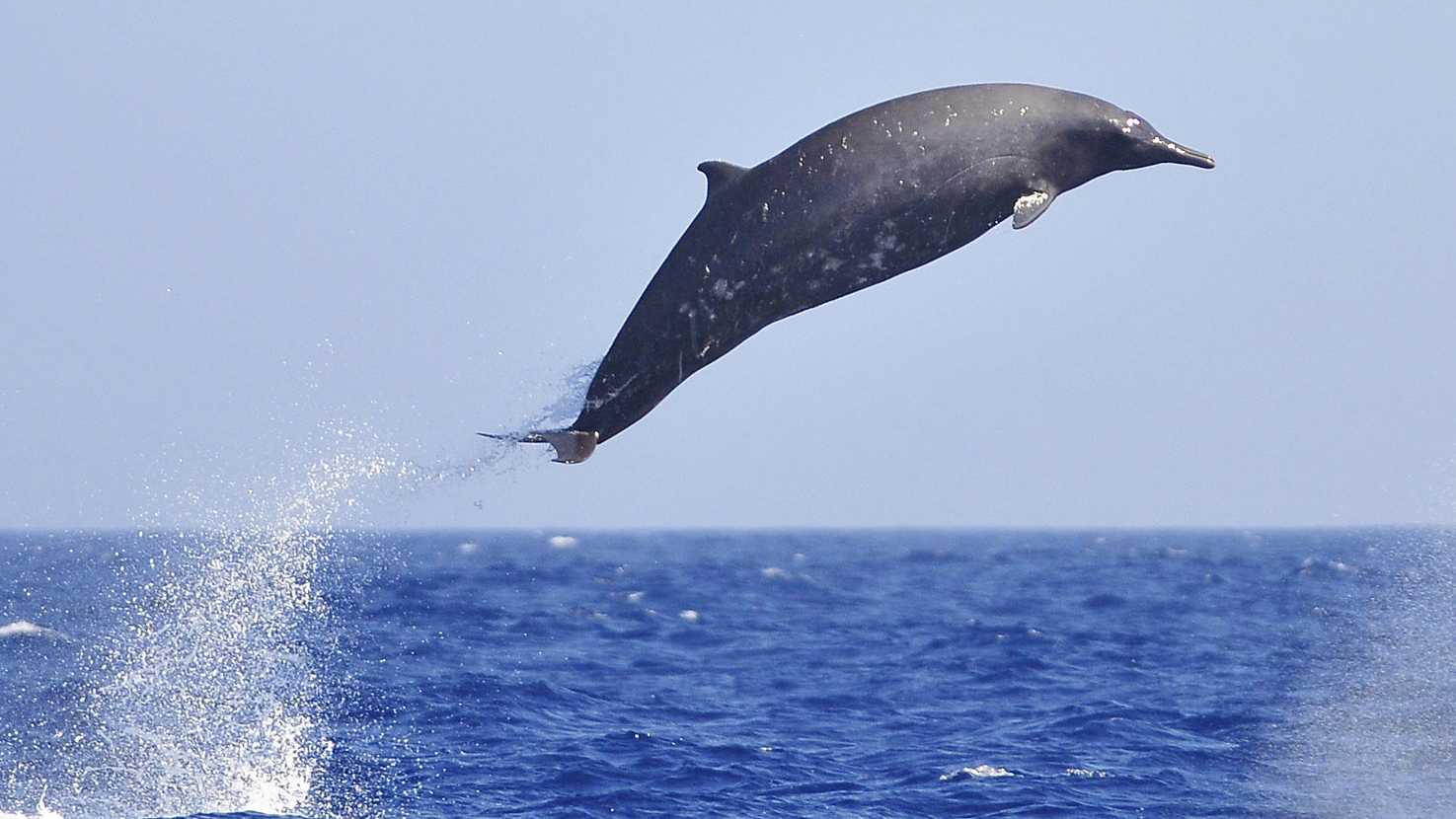Малоизученный вид китов оказался скоростным ныряльщиком