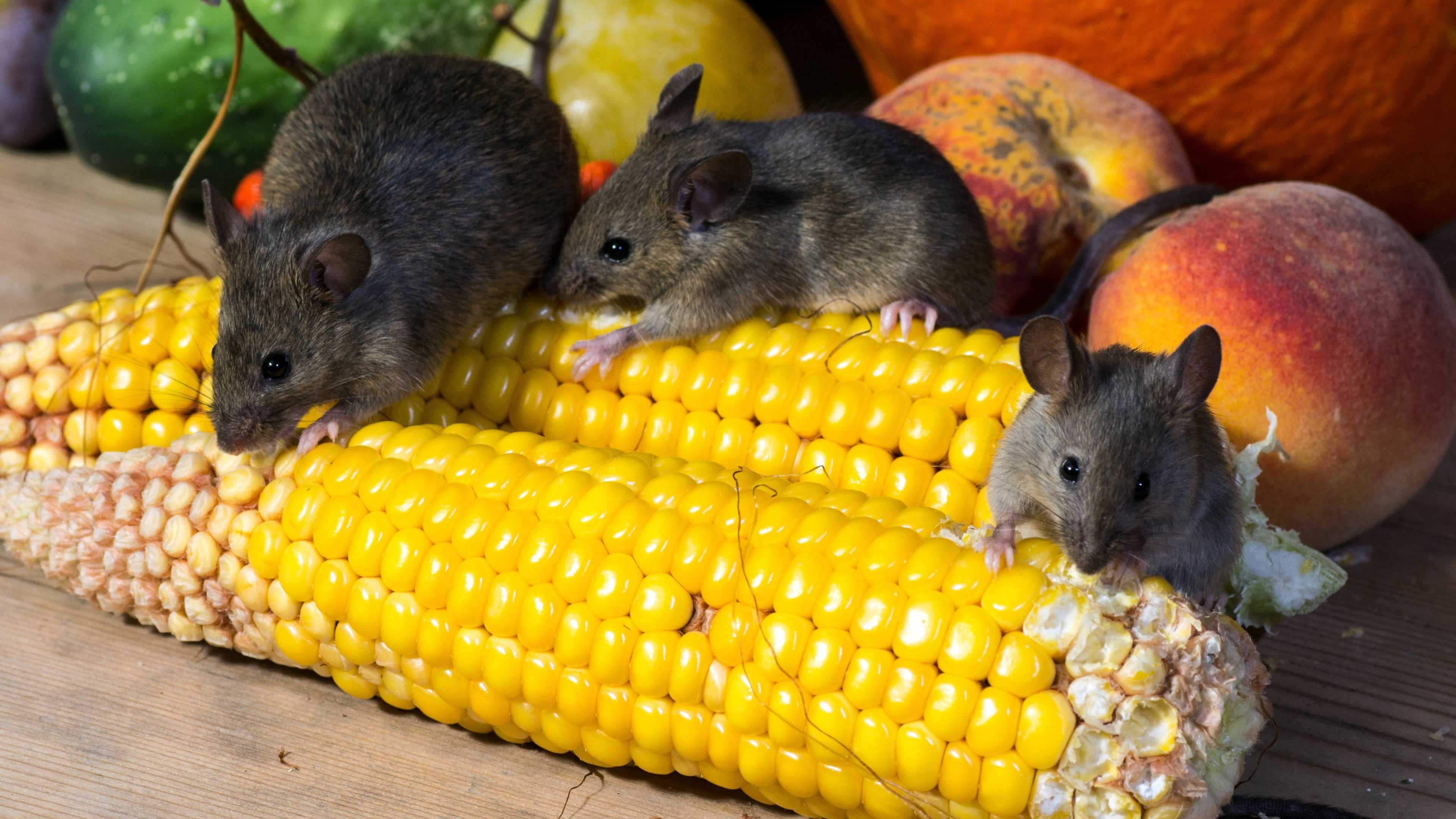 Белки кукурузы сохранили память мышам с болезнью Альцгеймера