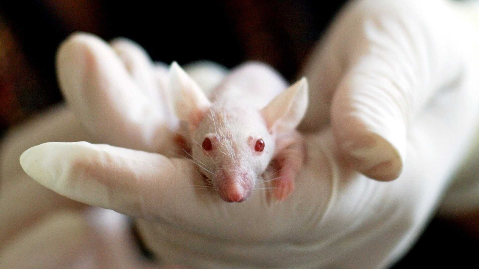 Переливание спинномозговой жидкости от молодых мышей улучшило память у старых