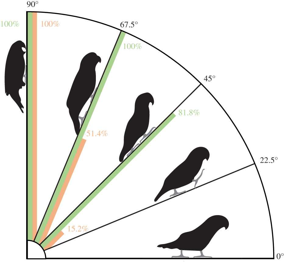 Ученые выяснили, что попугаи используют свои клювы как полноценную «третью конечность»
