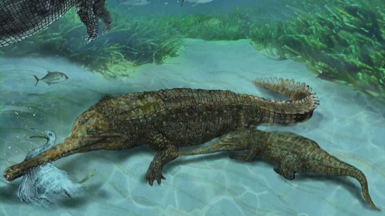 Живший более шести миллионов лет назад крокодил Sacacosuchus cordovai указал на морское прошлое гавиалов