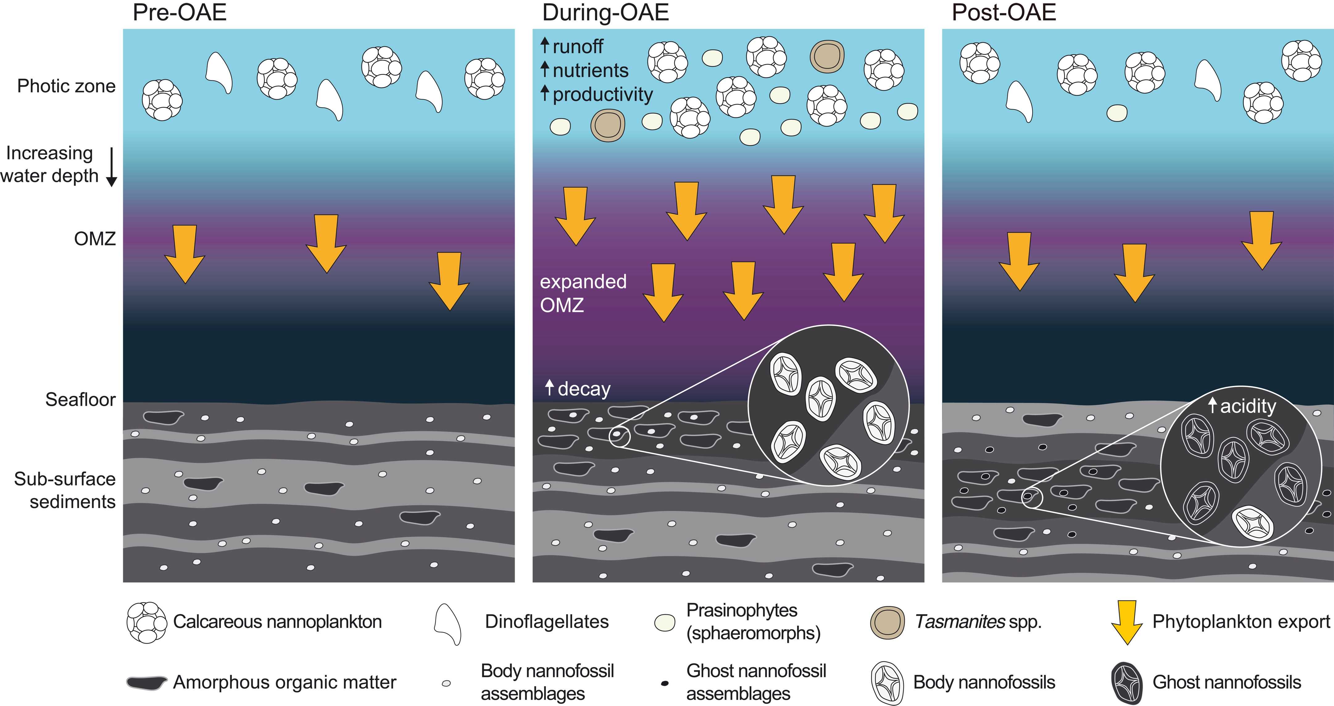 Призрачные окаменелости указали на устойчивость нанопланктона к древним глобальным потеплениям