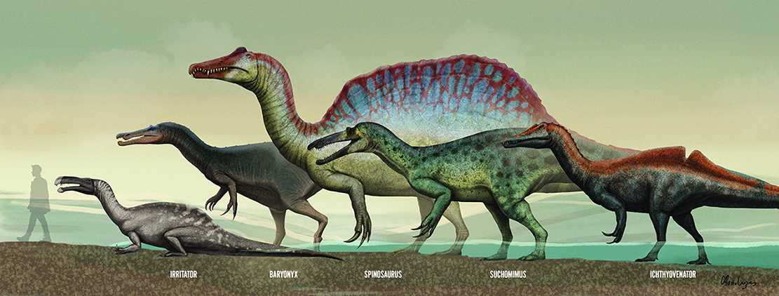 Проблемы мезозойских дайверов. Почему палеонтологи не могут договориться об образе жизни спинозаврид